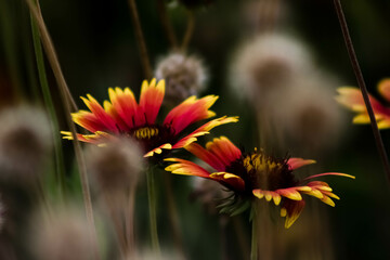 orange flower in the garden