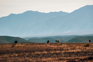 cows in the mountains