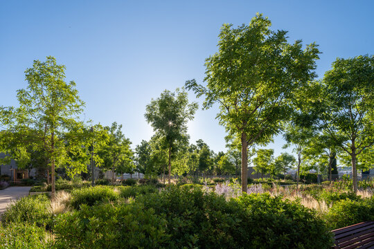 Urban park landscape with lush greenery and sunlight