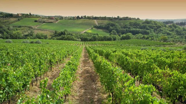Flight between rows of vineyards in Italy in the Chianti Classico area on the hills near Florence at sunset. Rows of Italian vineyards. Red grapes on vineyard rows, Tuscany. Italy.