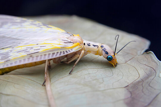 Dobsonflies are a subfamily of insects, Corydalinae, part of the Megalopteran family Corydalidae. The larvae are aquatic, living in streams, and the adults are often found along streams as well.