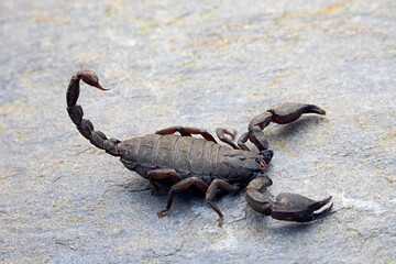 A scorpiopid scorpion fron Uttarakhand Himalayas