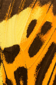 Close-up of Boisduval's tiger moth wing from Peru