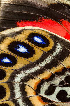 Close-up of the intricate wing pattern of a Claudina butterfly from Peru