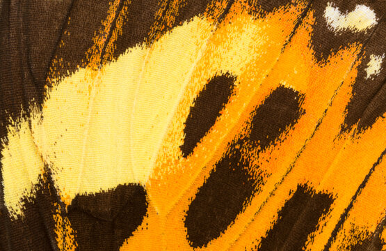 Vibrant patterns of a Boisduval's tiger moth wing from Peru