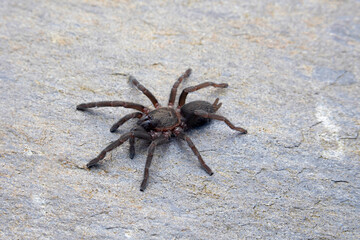 Mygalomorph spider photographed in Pithoragarh, Uttarakhand