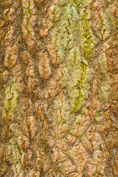 Textured bark of Sweetbay magnolia in natural light