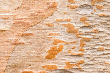 Abstract patterns on the inner surface of maple tree bark
