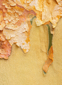 Abstract patterns of peeling bark on a Tall Stewartia or Stewartia monadelpha