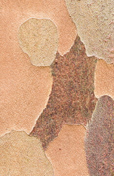 Abstract patterns on Stewartia bark maple tree in Japan