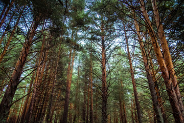 Serene forest canopy with sun rays filtering through trees