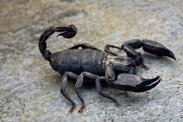 Scoprpiops sp. from Kumaon Himalayas