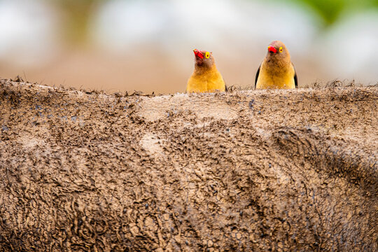 Red-eyed Oxpeckers Perched on Animal Hide in Nakuru Park