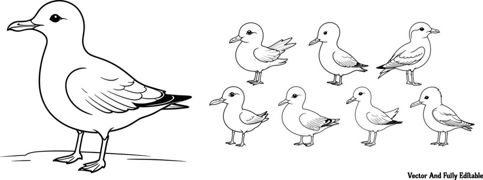 Xeme Sabines Gull birds hand drawing coloring page and outline vector design
