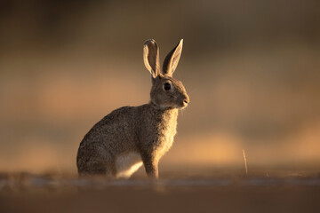 European rabbit in natural habitat at golden hour