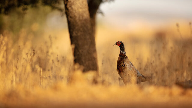 Common pheasant in a golden field at sunset