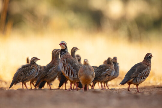 Red-legged Partridges in their Natural Habitat Captured in Warm Light