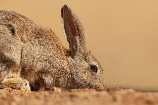 European rabbit close up in natural habitat