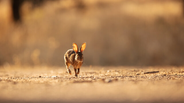 European rabbit running on dusty trail in golden light