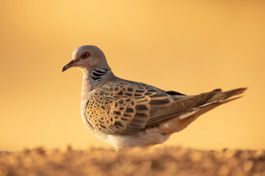 European turtle dove perched in natural habitat