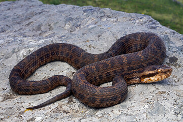 Gloydius himalayanus also known as the Himalayan pit viper or the Himalayan viper is a venomous pitviper species found along the southern slopes of the Himalayas in Pakistan, India and Nepal