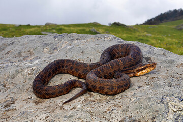 Gloydius himalayanus also known as the Himalayan pit viper or the Himalayan viper is a venomous pitviper species found along the southern slopes of the Himalayas in Pakistan, India and Nepal