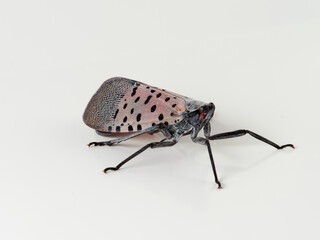 Spotted lanternfly in a white background. Lycorma delicatula.