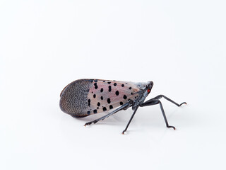 Spotted lanternfly in a white background. Lycorma delicatula.