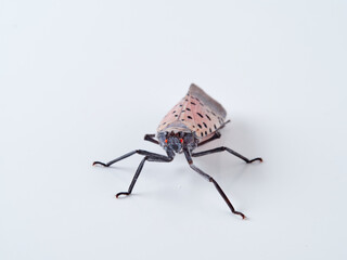 Spotted lanternfly in a white background. Lycorma delicatula.