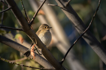 Spotted Flycatcher perched on a branch in the morning light