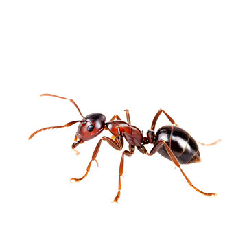 lonely ant isolated transparent background
