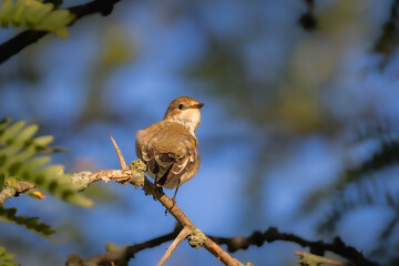 Spotted Flycatcher perched on a branch in the morning light