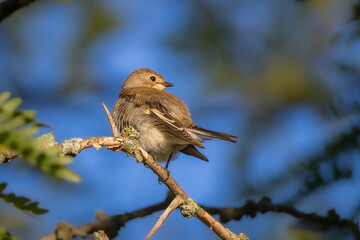 Spotted Flycatcher perched on a branch in the morning light