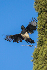 magpie taking flight against blue sky