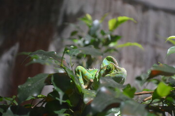Camaleonte
