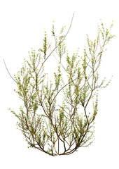 3D Rendering Creosote Bush on White