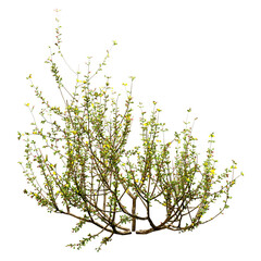 3D Rendering Creosote Bush on White