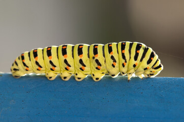 A large, striped caterpillar is crawling on a blue surface