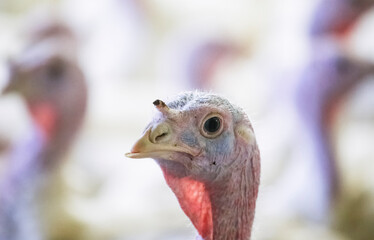 Close-up of a turkey observing its surroundings on a farm. A turkey stands in focus, showcasing its intricate features while surrounded by blurred turkeys.
