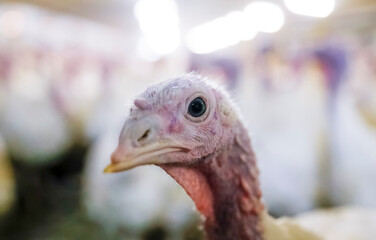 Close-up of a young turkey in a poultry farm during daylight hours in a barn setting. A young turkey gazes directly at the viewer, surrounded by other turkeys in a well-lit barn. 