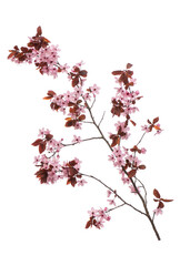 Spring tree branch with flowers on white