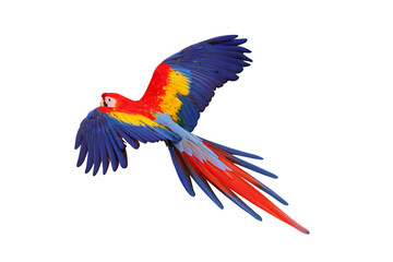Colorful flying Scarlet Macaw parrot isolated on transparent background png file © Passakorn