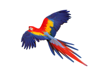 Colorful flying Scarlet Macaw parrot isolated on transparent background png file