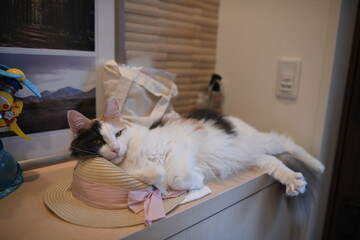 帽子に頭をおいてくつろぐ猫（メインクーン）