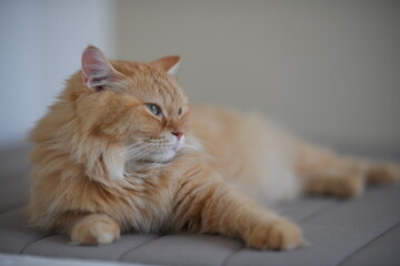 楽な体勢でくつろぐ猫（マンチカン）