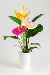 Paper cup mockup flower anthurium blossom.