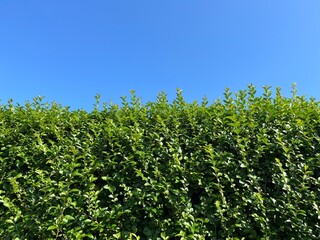In the two-part photograph, the blue sky can be seen at the top and a green hedge at the bottom