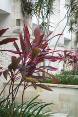 flower in the garden