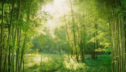 Naklejka premium A serene bamboo forest bathed in soft sunlight, creating a peaceful and tranquil atmosphere perfect for nature lovers.