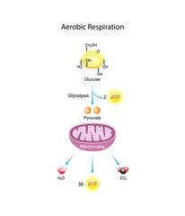 Aerobic Cellular Respiration. Glycolysis. Mitochondria, energy production. Scientific Vector Illustration.